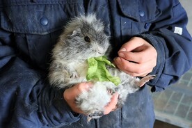 写真：モルモット（しょっつる）