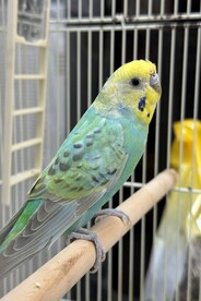 写真：セキセイインコ（白合卓ヤ）