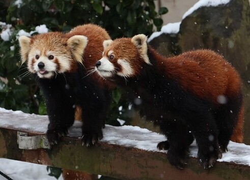 レッサーパンダ