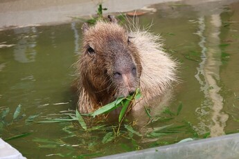 カピバラのコムギ1
