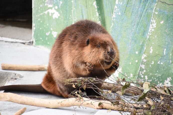 写真：ビーバー