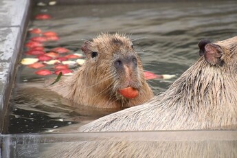 画像：カピバラの湯っこ