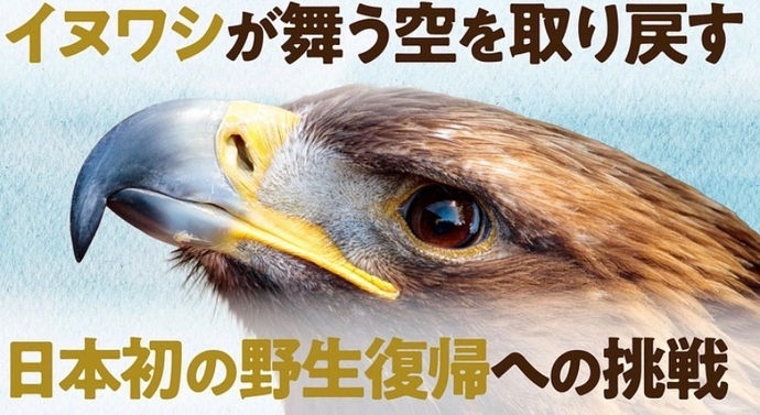 「南三陸イヌワシ野生復帰プロジェクト」へご協力をお願いします(外部リンク・新しいウインドウで開きます)