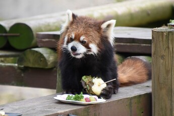 写真：レッサーパンダ