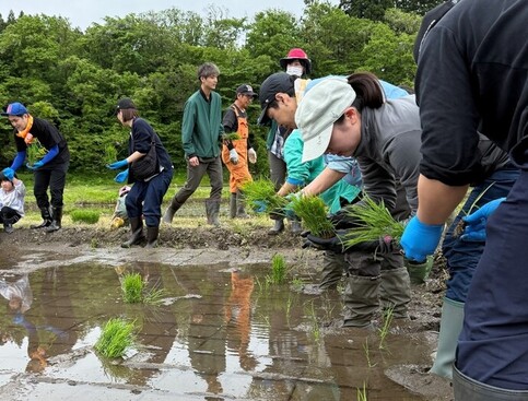 2025年の田植え