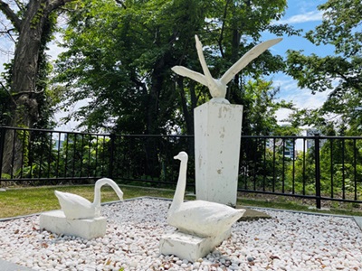 渚の白鳥