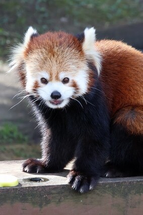 写真：レッサーパンダの令花