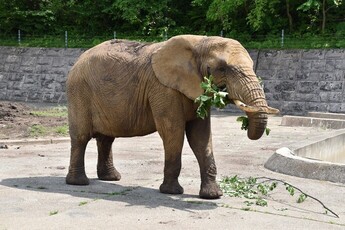 画像：アフリカゾウ