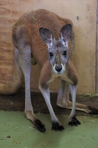 写真:カンガルー