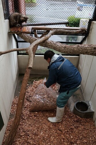 写真：タヌキ