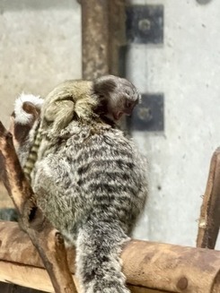 コモンマーモセットの赤ちゃん