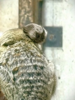コモンマーモセットの赤ちゃん
