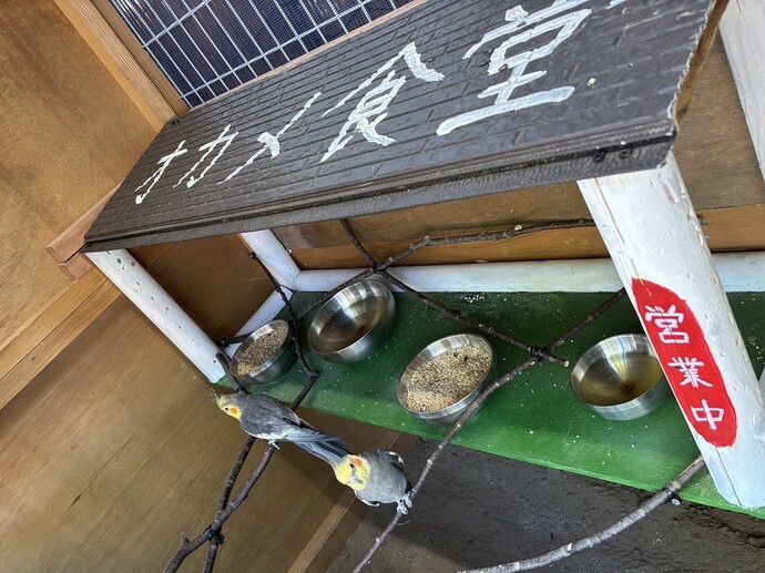 画像:オカメインコ