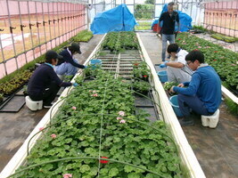 写真：ゼラニウムの鉢ずらし作業