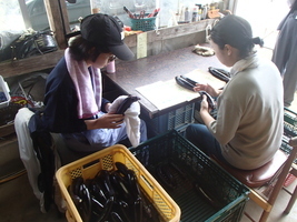 写真：ナスの出荷調製作業
