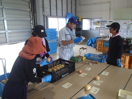 写真：トマトの出荷調製作業