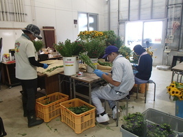 写真：マイクロアスターの出荷調製作業
