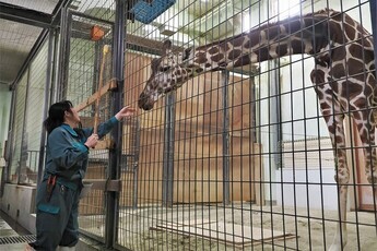 写真:キリンの体重測定