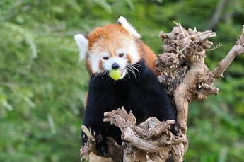 写真:国際レッサーパンダデー