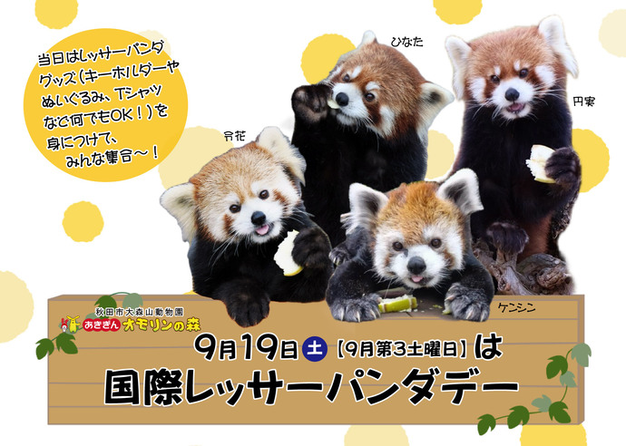 画像:レッサーパンダ