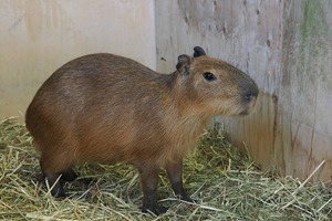 写真：カピバラ