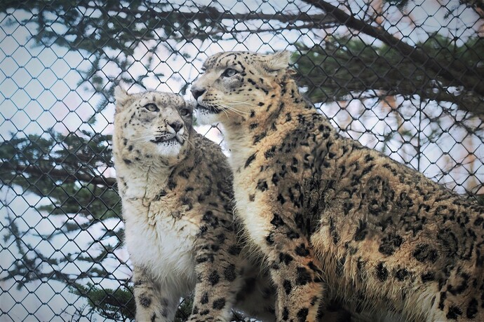 写真：アムールトラ
