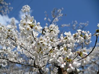 桜の枝の写真