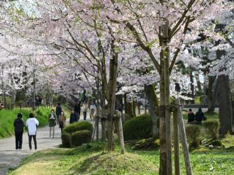植え替えた若木の写真
