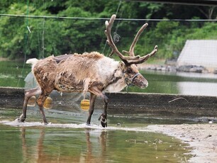 画像:トナカイのルドルフ