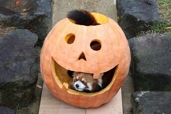 画像レッサーパンダ1