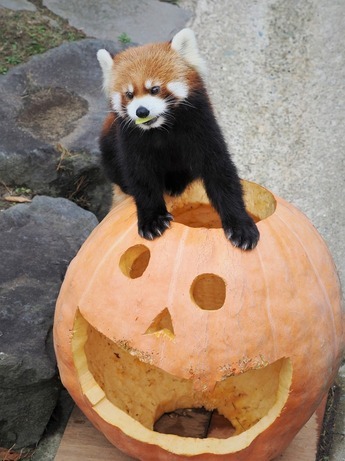 画像レッサーパンダ4