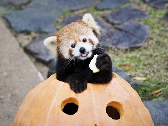 画像レッサーパンダ2