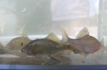 写真:ゼニタナゴの様子