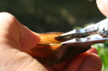 写真:ドブガイ内に確認