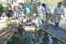 写真:ドブガイの移植