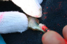 写真:マーキング中