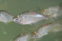 写真:マーキングされたゼニタナゴ