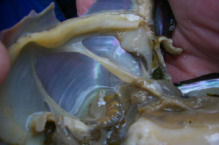 写真:ドブガイ内