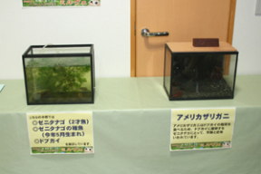 写真:実際のゼニタナゴ