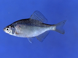 写真:ゼニタナゴ